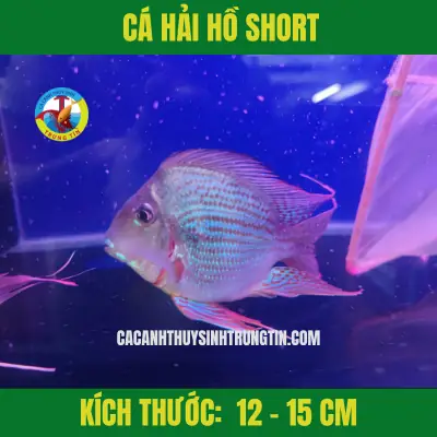 Các Loại Cá Hải Hồ