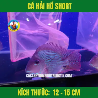 Các Loại Cá Hải Hồ