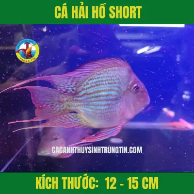 Các Loại Cá Hải Hồ