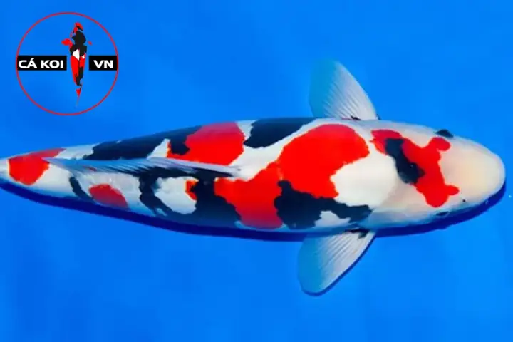 Koi Showa (showa Sanshoku) Koi Showa (showa Sanshoku)