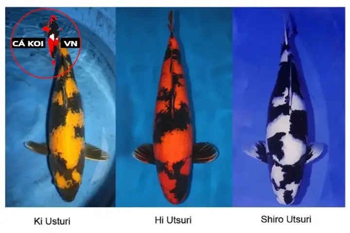 Koi Utsuri Koi Utsuri