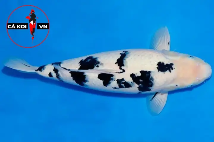10. Koi Bekko 10. Koi Bekko