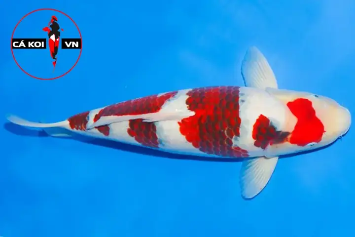 Koi Goromo Koi Goromo