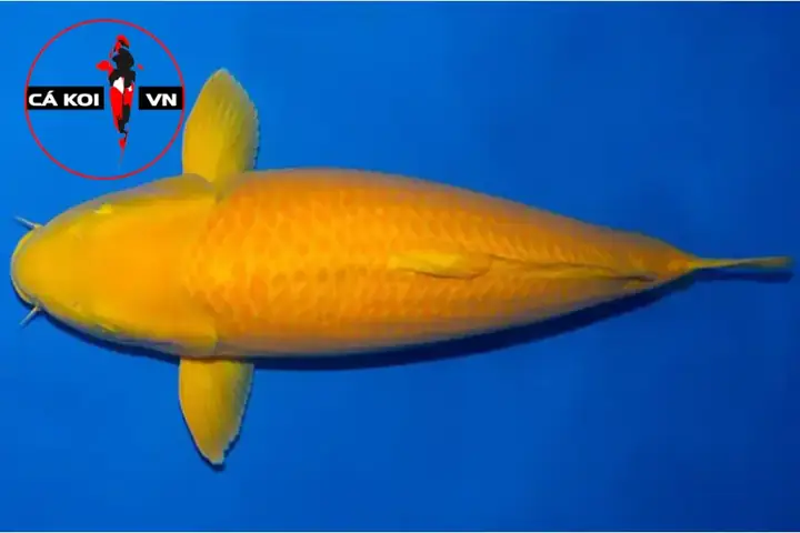 Koi Karashi Koi Karashi