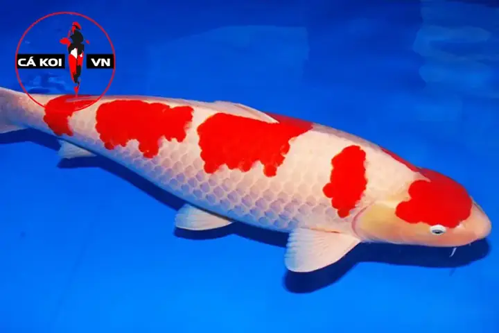 Koi Kohaku Koi Kohaku