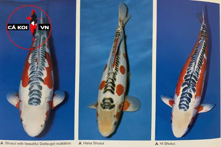 Koi Shusui Koi Shusui