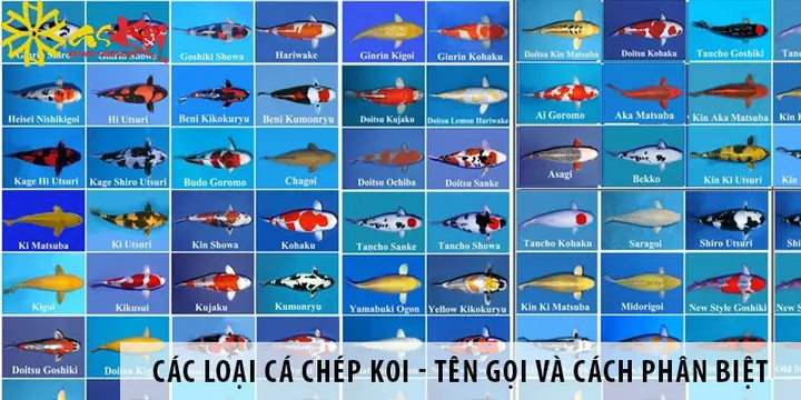 Các Loại Cá Koi Việt: Khám Phá Sự Đa Dạng Và Đặc Trưng Của Những "chiếc Ô Tô" Trong Thế Giới Cá Cảnh