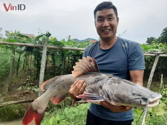 Giá Các Loại Cá Lăng Hiện Nay