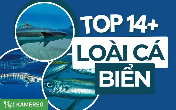 Các Loại Cá Mập: Khám Phá Thế Giới Đại Dương Qua Những Ứng Viên Đỉnh Cao