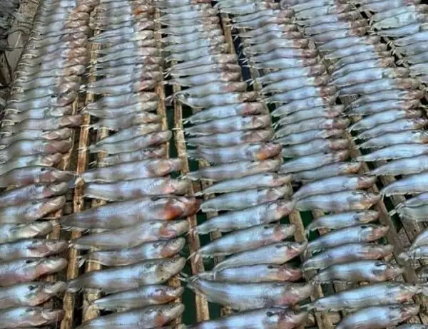 Các Loại Cá Miền Tây