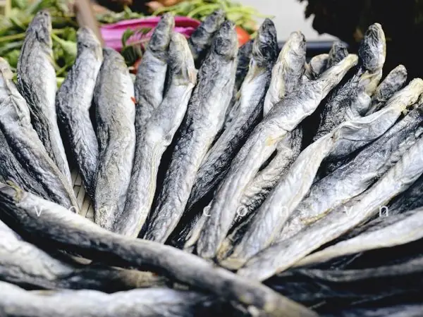 Các Loại Cá Miền Tây