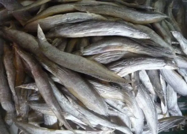 Các Loại Cá Miền Tây
