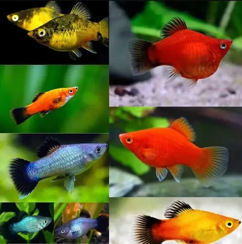Tìm Hiểu Về Cá Mún