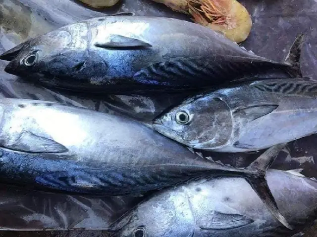 Các Loại Cá Ngừ Đại Dương