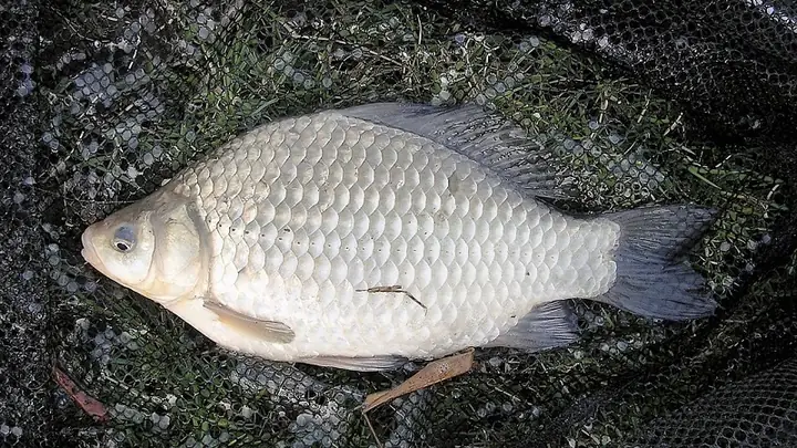 3cá Diếc