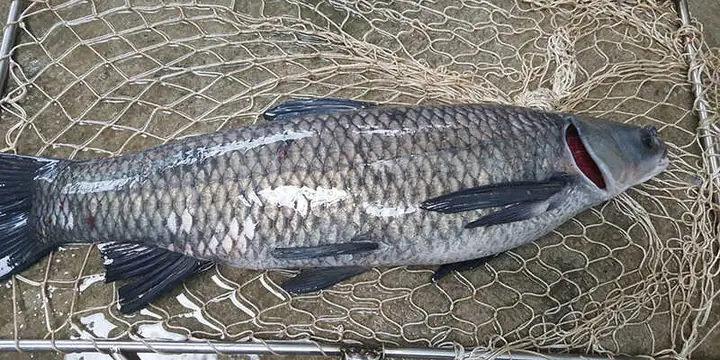 1cá Trắm Đen