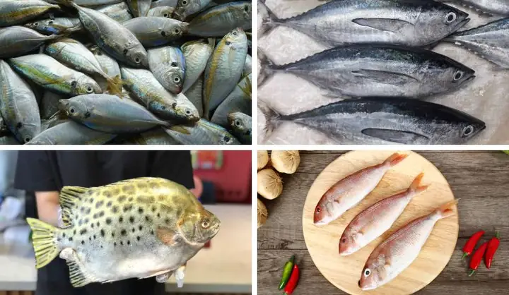 Các Loài Cá Ở Biển: Khám Phá Thế Giới Đại Dương Kỳ Diệu