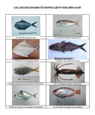 Các Loài Cá Ở Biển: Khám Phá Thế Giới Đại Dương Kỳ Diệu