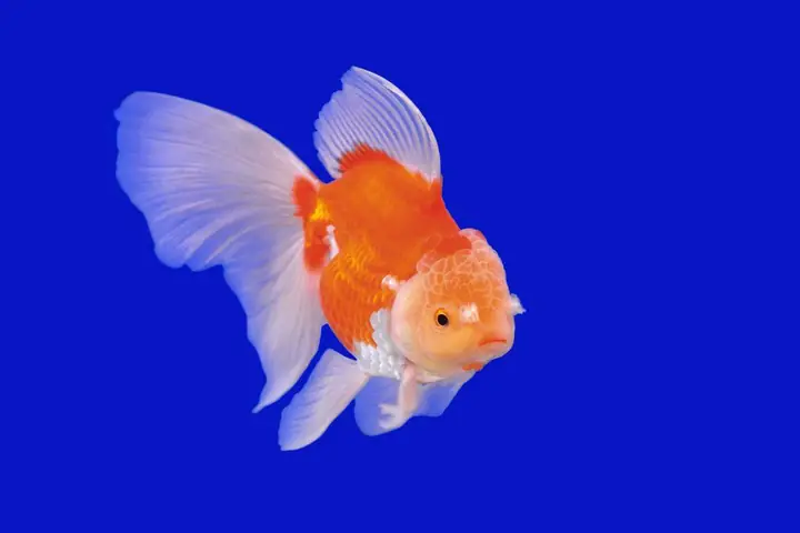 Ranchu Nhật Bản (japanese Ranchu)