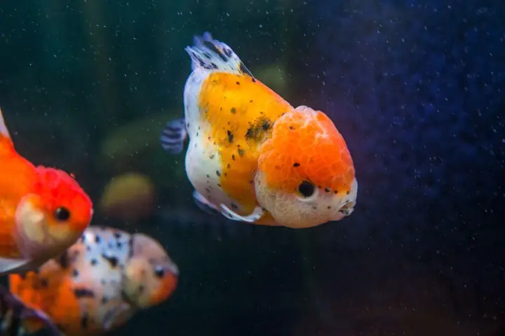 Ranchu Và Oranda