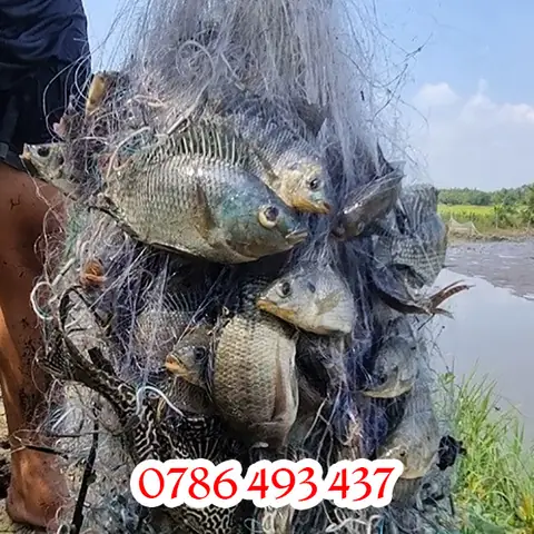 Xin Chào Anh Em Ạ, Hôm Nay Mình Muốn Giới Thiệu Với Anh Em Kiểu Lưới Bắt Cá Rô Phi Mà Hiện Shop Mình Có Cung Cấp Để Anh Em Tham Khảo Sử Dụng Khi Cần Thiết Ạ.