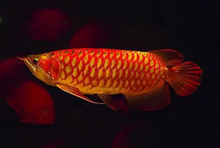 Điểm Tên Các Loại Cá Rồng Đang Được Ưa Chuộng Nhất Trên Thị Trường Điểm Tên Các Loại Cá Rồng Đang Được Ưa Chuộng Nhất Trên Thị Trường