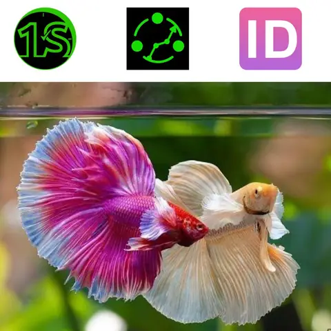 Cá Betta