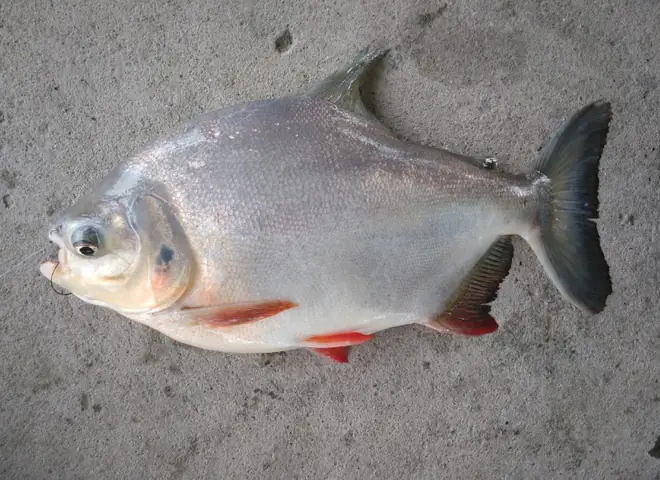 Cá Chim Trắng Nước Ngọt