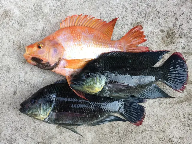 Cá Rô Phi