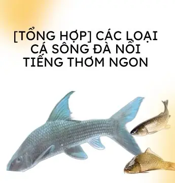 Tổng Hợp Các Loại Cá Sông Đà: Đặc Điểm, Giá Trị Dinh Dưỡng Và Cách Chế Biến