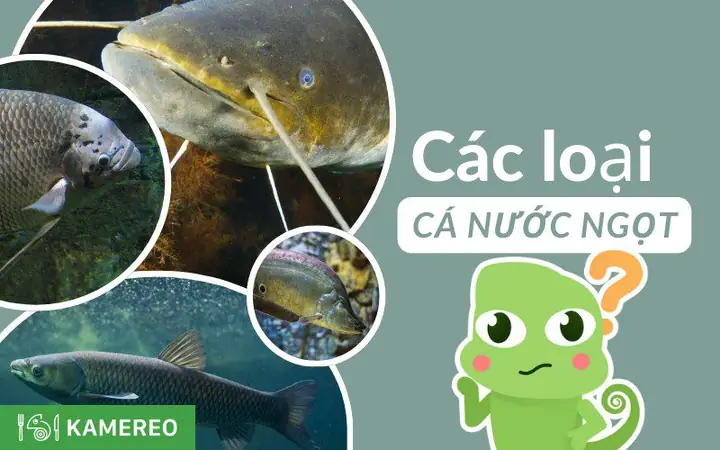 Các Loại Cá Sống Ở Tầng Đáy Nước Ngọt: Cẩm Nang Từ A-z Cho Người Nuôi & Đánh Bắt