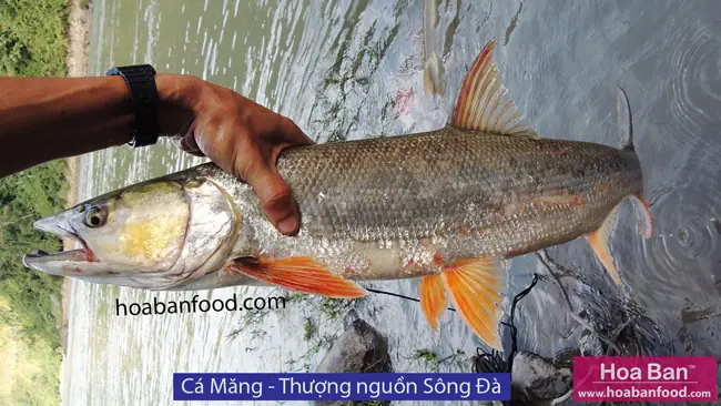 Mục 1: Cá Có Vẩy
