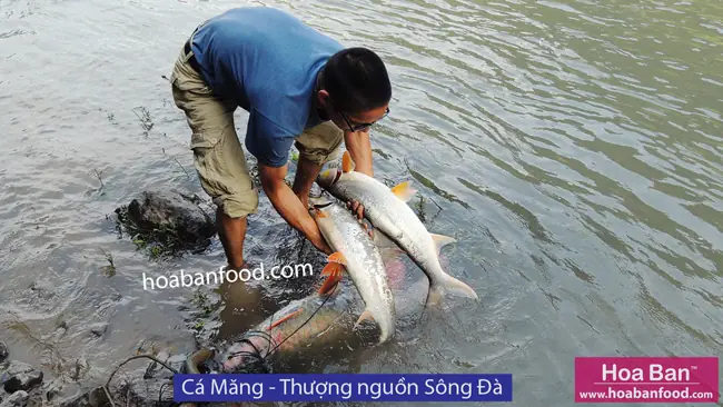 Mục 1: Cá Có Vẩy