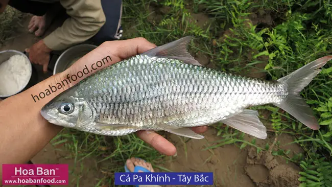 Mục 1: Cá Có Vẩy