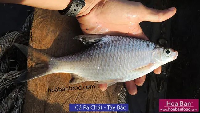 Mục 1: Cá Có Vẩy