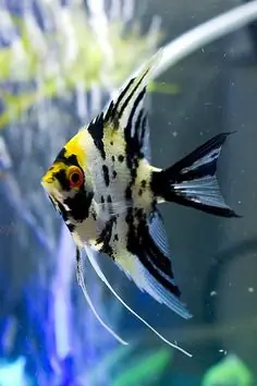 Các Loại Cá Thần Tiên