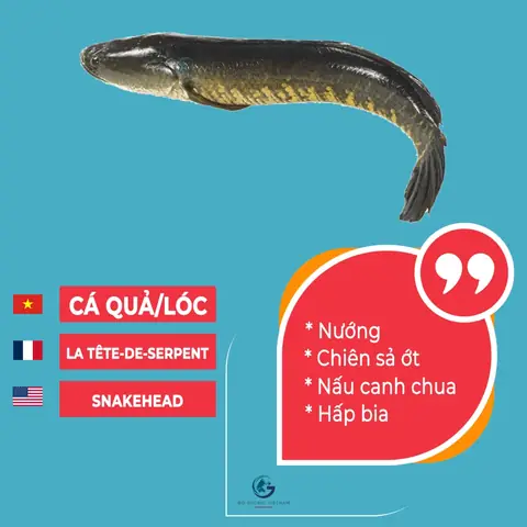 Các Loại Cá Tiếng Anh