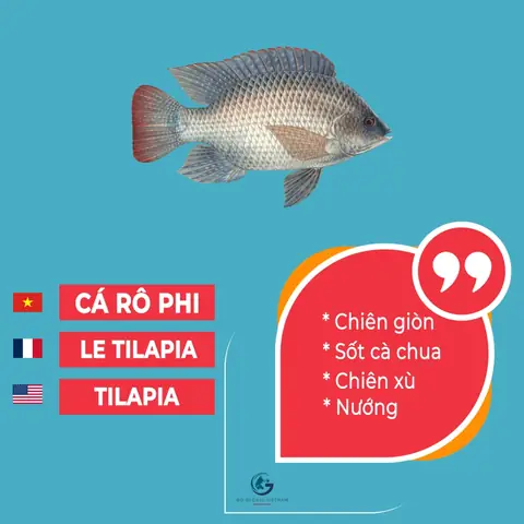Các Loại Cá Tiếng Anh