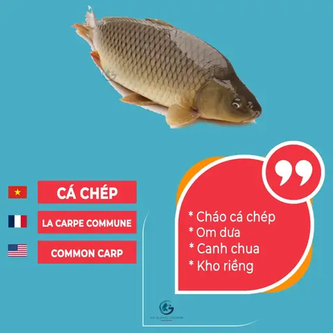 Các Loại Cá Tiếng Anh