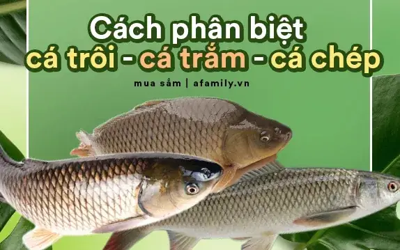Các Loại Cá Tiếng Anh