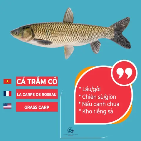 Các Loại Cá Tiếng Anh