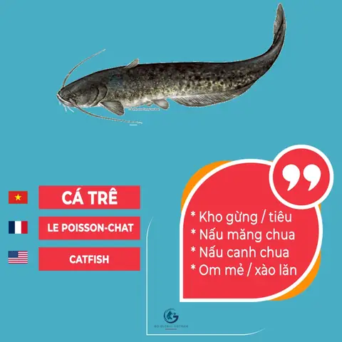 Các Loại Cá Tiếng Anh