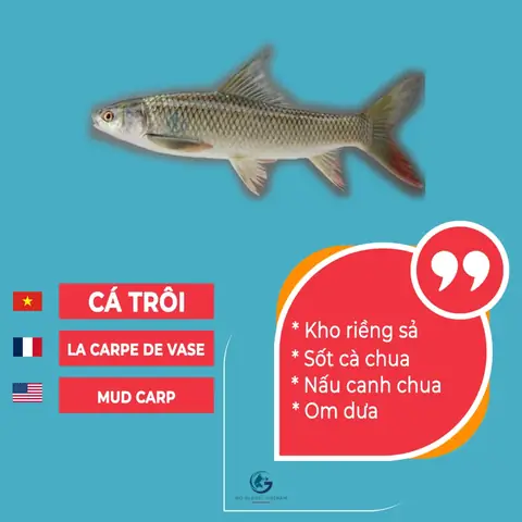 Các Loại Cá Tiếng Anh