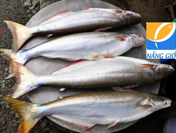 Các Loại Cá Tra: Tổng Hợp Chi Tiết Về Cá Tra, Cá Basa Và Các Loài Liên Quan