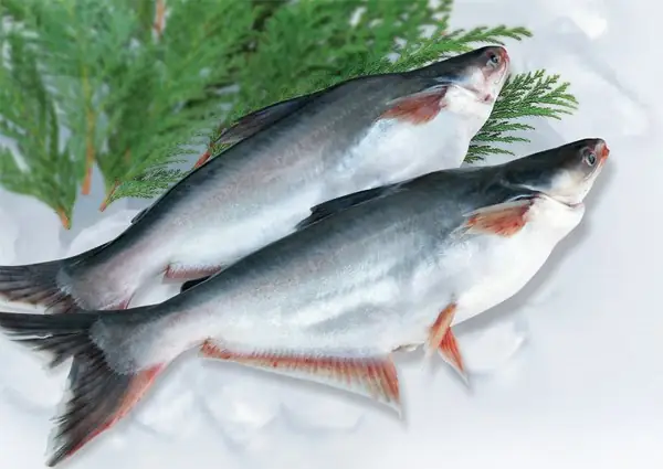 Cách Phân Biệt Các Loài Cá Da Trơn: Cá Tra, Cá Hú, Cá Basa, Cá Bông Lau, Cá Dứa