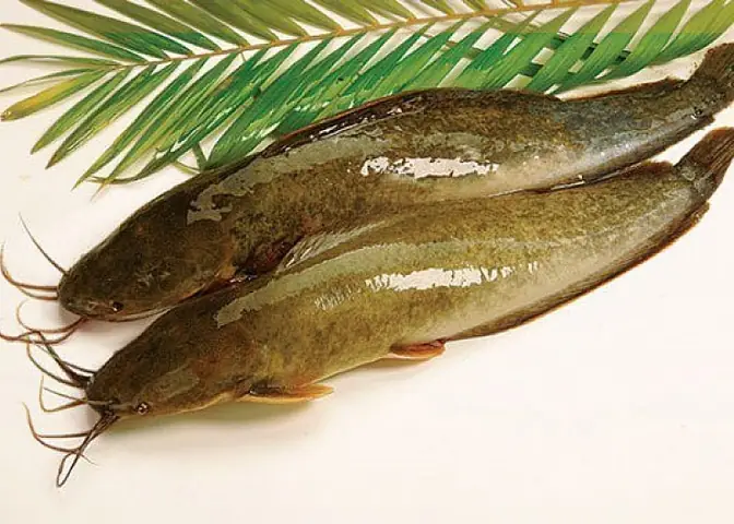 3cá Trê Vàng (clarias Macrocephalus)