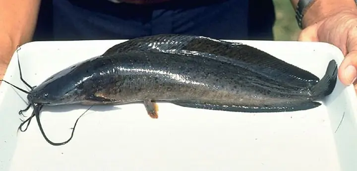 1cá Trê Đen (clarias Focus)