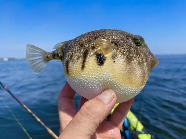 Cá Nóc (fugu)