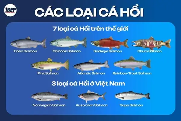 Các Loại Cá Trên Thế Giới: Khám Phá Đại Dương Qua 100+ Loài Đặc Sắc