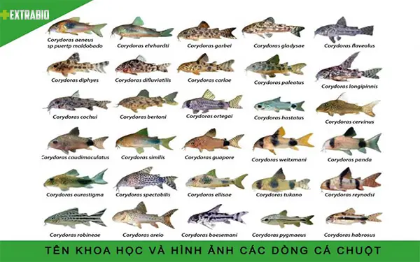 Các Loại Cá Trên Thế Giới: Khám Phá Đại Dương Qua 100+ Loài Đặc Sắc